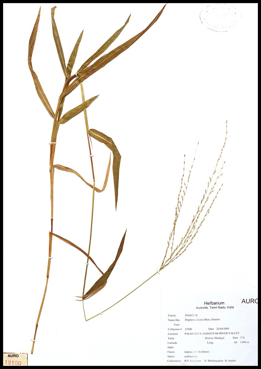 Dry herbarium images